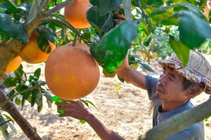 Red “Tien Vua” grapefruit in Thanh Hoa on harvest season