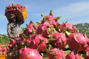 Dragon fruit in Binh Thuan purchased at high price of nearly US$1 per kg
