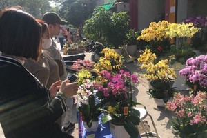 North suffers severe cold wave, South enjoys mild climate before Tet