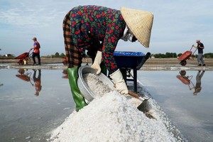 Ba Ria - Vung Tau salt farmers, fishermen enter harvest season