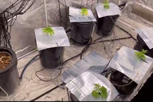 Da Nang detects foreigners on suspicion of growing marijuana 