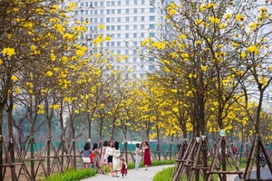 Caribbean trumpet trees bloom with brilliant yellow flowers