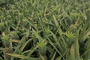 Fruits face slow consumption due to excess of supply over demand