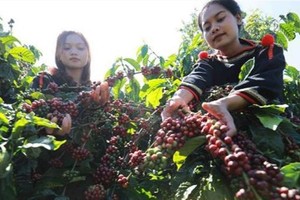 37 international delegations to join 8th Buon Ma Thuot coffee festival