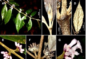 Two new species of plants found in Vu Quang National Park