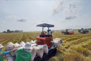 Vietnam exports 1.7 million tons of rice in Q1