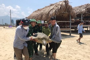 Large turtle caught and released back to natural habitat