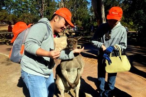 Vietnamese musical instruments, conical hat introduced in Australia
