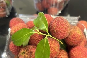 Vietnamese seedless lychees now available in UK market
