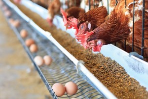Vietnamese poultry eggs to be exported to Hong Kong (China), Singapore