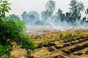 Matters of the carbon market development for rice production concerned