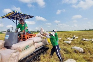 Vietnam rice exports surge to new record revenue