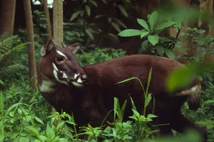 WWF supports Vietnam to achieve sustainable development