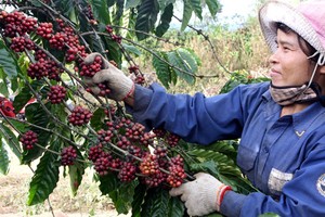 Vietnam’s coffee exports reach nearly US$4.2 billion in 2023