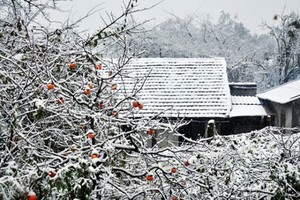 High risks of frost occurrence based on predictions of NCHMF