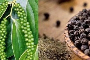Asia biggest market for Vietnam’s peppercorn: conference