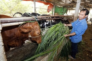 Vietnam has over 1.58 million poor, near-poor households in 2023: Ministry