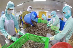 Shrimp exports to major markets bounce back
