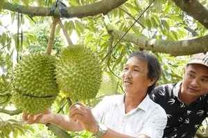Jackfruit prices in Mekong Delta drop, chili and durian prices rise