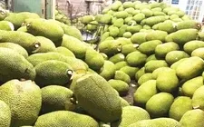 Chili prices in Mekong Delta region surge while Thai jackfruit prices drop