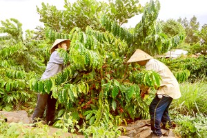 Revenue from coffee exports in 2024 expected to reach US$5 billion