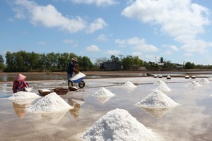 Salt yield in Bac Lieu Province nearly doubles over same period of 2023