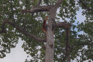 Deadly incident at Tao Dan Park due to falling tree from height of 25 meters