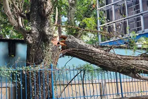 Fallen tree branch blocks road near Turtle Lake in District 3, HCMC
