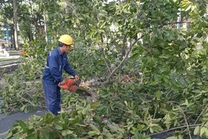 Ho Chi Minh City enhances public tree inspection