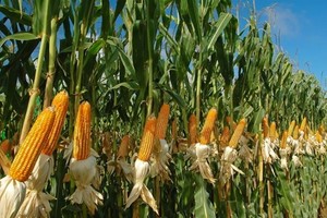 Argentina is leading corn import market for Vietnam