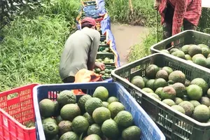 Prices of king orange in Mekong Delta hit record low of VND2,000 per kilogram