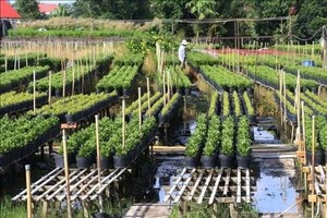 Dong Thap plants over 100 ha of flowers for Tet