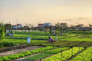 Tra Que Vegetable Village in Vietnam recognized as Best Tourism Village 2024