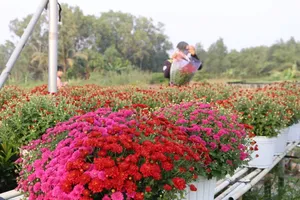 Gardeners in Mekong Delta worry about Tet flowers’ early flowering