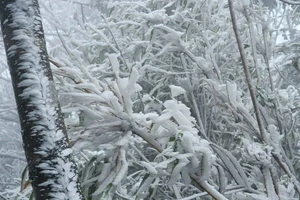 High peak in Yen Bai Province covered with frost