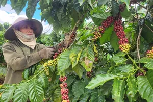 Vietnam's coffee prices surge by 71.3 percent year-on-year