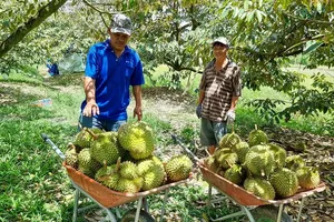 Vietnam’s fruit, vegetables exports sharply decline three months in a row