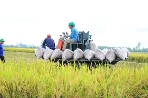 Rice sector builds strategies to position products in global market
