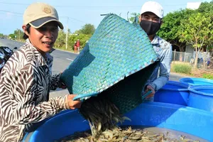 Mekong Delta makes efforts to prevent disruption in shrimp production chain