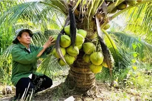 Ben Tre records surge in coconut seedling prices, resulting in supply shortages