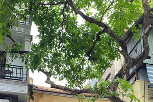 Hanoi to suspend reception of visitors at various heritage sites for restoration