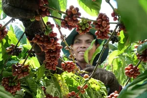 Vietnamese coffee prices climb toward US$4.7 per kilogram