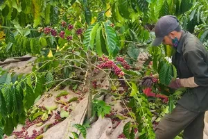 Vietnam’s fruit, vegetable exports in 2025 estimated to surpass US$8 billion