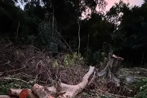 Con Dao authorities urge investigation into cleared natural forests