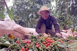 Pepper industry holds firm amid global supply crunch