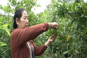Early-flowering apricot blossoms raise fears of Tet crop losses