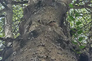 Sâu róm xuất hiện trong khu dân cư, cơ quan chức năng sẽ tiếp tục xử lý