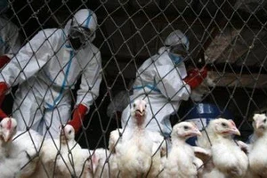 TPHCM giám sát chặt người mắc hoặc nghi ngờ mắc cúm A (H5N1) 