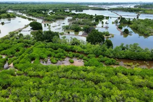 Rừng ngập mặn tại khu vực Bà Rịa - Vũng Tàu đang dần thu hẹp diện tích do phát triển kinh tế