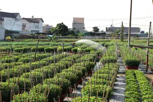 Để có được chậu hoa cúc đại đóa đẹp, người trồng phải trải qua 5 tháng chăm sóc liên tục.